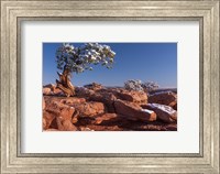 Framed Lone Pine At Dead Horse Point, Canyonlands National Park, Utah