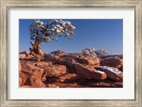 Framed Lone Pine At Dead Horse Point, Canyonlands National Park, Utah