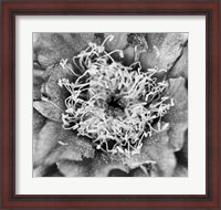 Framed Whipple's Fishhook Cactus (BW)