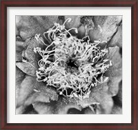 Framed Whipple's Fishhook Cactus (BW)