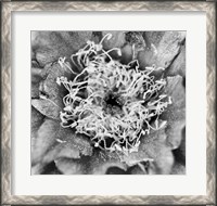 Framed Whipple's Fishhook Cactus (BW)