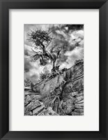Framed Desert Juniper Tree Growing Out Of A Canyon Wall, Utah (BW)