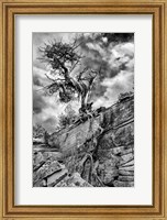 Framed Desert Juniper Tree Growing Out Of A Canyon Wall, Utah (BW)