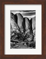 Framed Gnarled Tree Against Stone Fins, Arches National Park, Utah (BW)