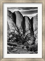 Framed Gnarled Tree Against Stone Fins, Arches National Park, Utah (BW)