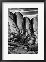 Framed Gnarled Tree Against Stone Fins, Arches National Park, Utah (BW)