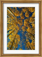 Framed Autumn Aspenat  Big Cottonwood Canyon, Utah
