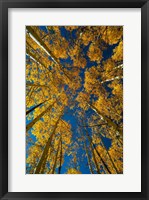 Framed Autumn Aspenat  Big Cottonwood Canyon, Utah