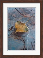 Framed Leaf With Frozen Ice Pattern