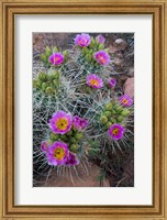 Framed Whipple's Fishhook Cactus Blooming And With Buds