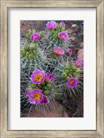 Framed Whipple's Fishhook Cactus Blooming And With Buds