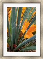 Framed Detail Of Yucca And Yellow Maple Leaves