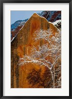 Framed Snow Covered Tree In Front Of Red Rock Boulder, Utah