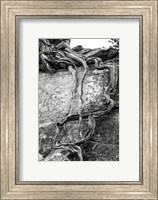 Framed Desert Juniper Tree Growing Out Of A Canyon Wall (BW)