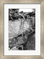 Framed Desert Juniper Tree Growing Out Of A Canyon Wall (BW)