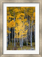 Framed Yellow Aspens In The Flaming Gorge National Recreation Area, Utah