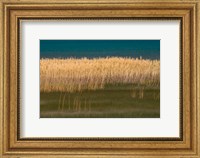 Framed Grasses Blowing In The Breeze Along The Shore Of Bear Lake, Utah