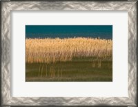 Framed Grasses Blowing In The Breeze Along The Shore Of Bear Lake, Utah