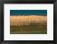 Framed Grasses Blowing In The Breeze Along The Shore Of Bear Lake, Utah