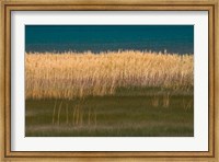 Framed Grasses Blowing In The Breeze Along The Shore Of Bear Lake, Utah