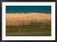 Framed Grasses Blowing In The Breeze Along The Shore Of Bear Lake, Utah