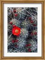Framed Claret Cup Cactus With Buds