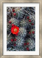 Framed Claret Cup Cactus With Buds