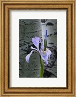 Framed Wild Iris With Bud In Early Spring