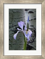 Framed Wild Iris With Bud In Early Spring