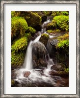 Framed Creek In Sol Duc Valley, Washington