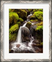 Framed Creek In Sol Duc Valley, Washington