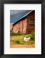 Framed Chicken Near A Coop