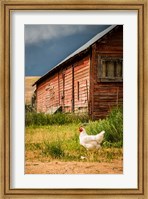 Framed Chicken Near A Coop