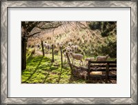 Framed Sheep And Spring Lambs