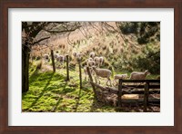 Framed Sheep And Spring Lambs