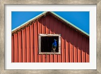 Framed Peacock In A Barn Window