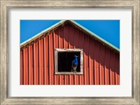 Framed Peacock In A Barn Window