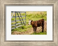 Framed Cow At Pasture