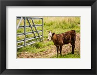 Framed Cow At Pasture