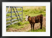 Framed Cow At Pasture