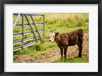 Framed Cow At Pasture