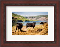 Framed Cows On The Northern Bank Of Snake River