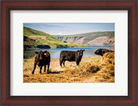 Framed Cows On The Northern Bank Of Snake River