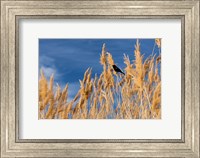 Framed Red-Winged Blackbird On Ravenna Grass