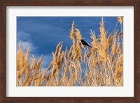 Framed Red-Winged Blackbird On Ravenna Grass