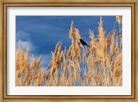 Framed Red-Winged Blackbird On Ravenna Grass