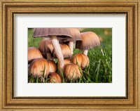 Framed Cluster Of Mushrooms