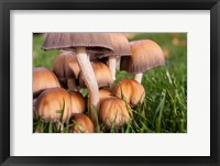 Framed Cluster Of Mushrooms
