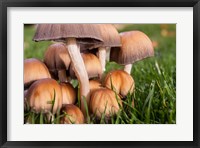 Framed Cluster Of Mushrooms