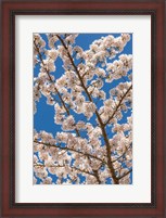 Framed Cherry Tree Blossoms In Spring, Washington State